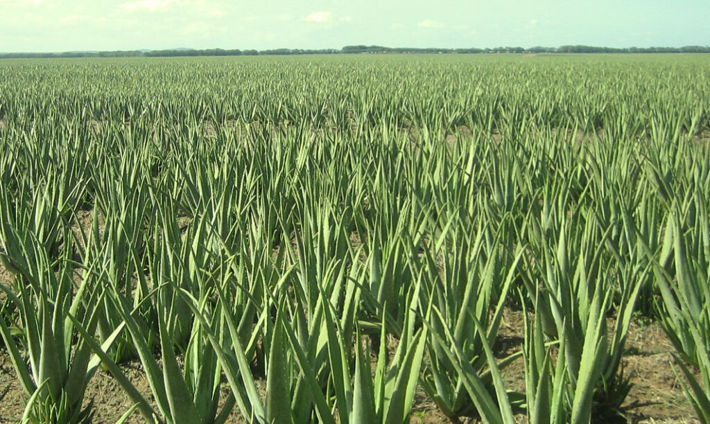 Aloe barbadensis אלוורה רפואית 